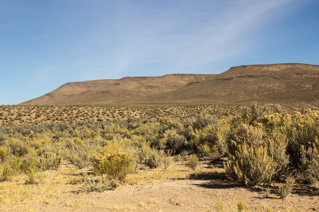 I really do love the sagebrush