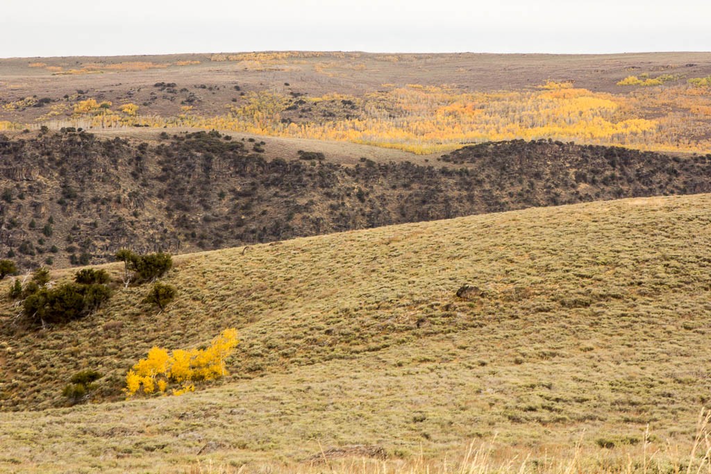 More colorful trees