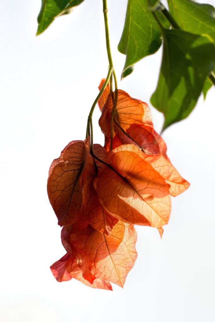 Backlit flowers.