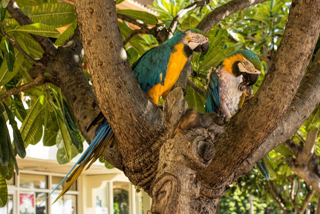 Parrots just hanging out in a tree