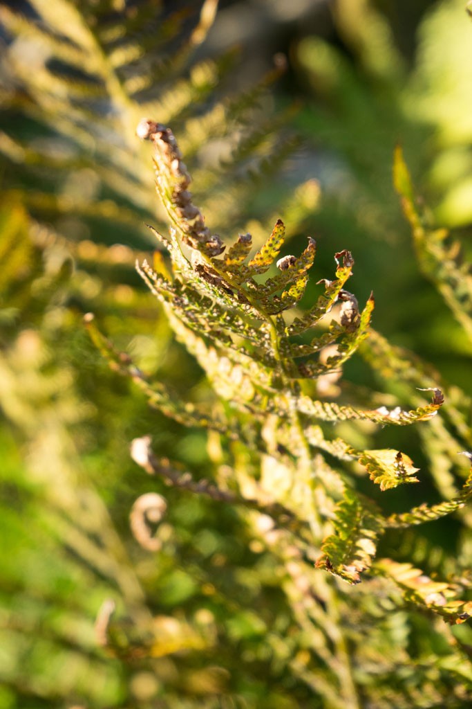 I love playing with ferns. You can get some good shots in bright daylight by getting underneath them and shooting up into the sun. 