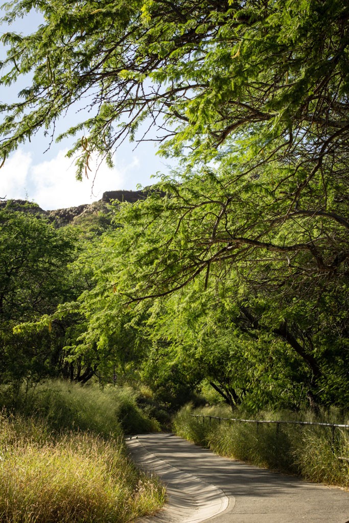 More trees.  Nice to be able to hide from the sun a little bit.