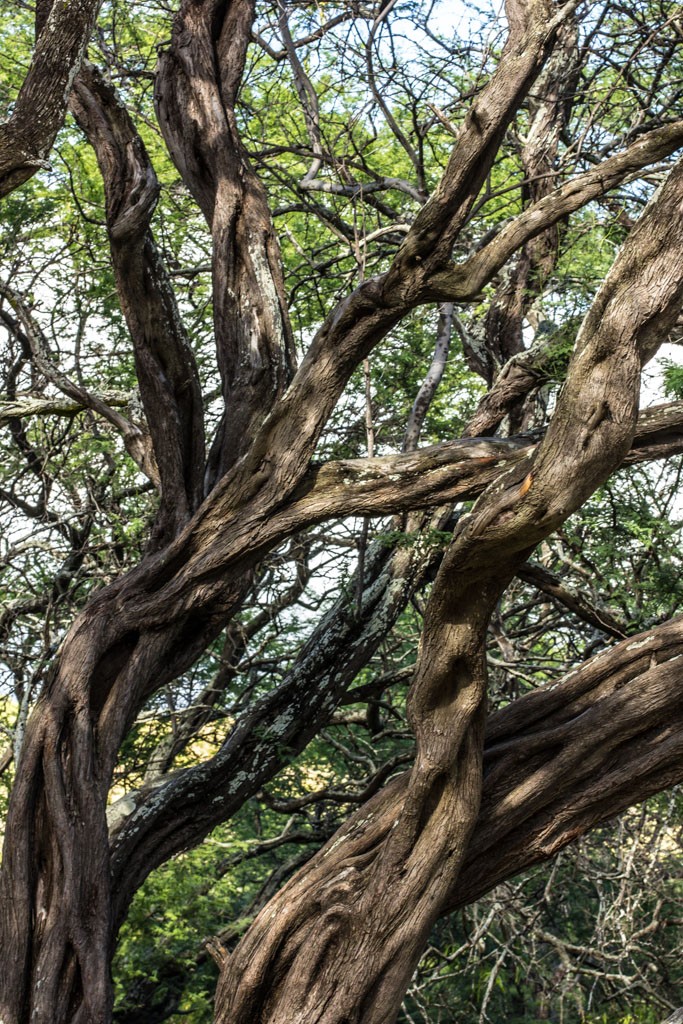 More gnarly looking trees.