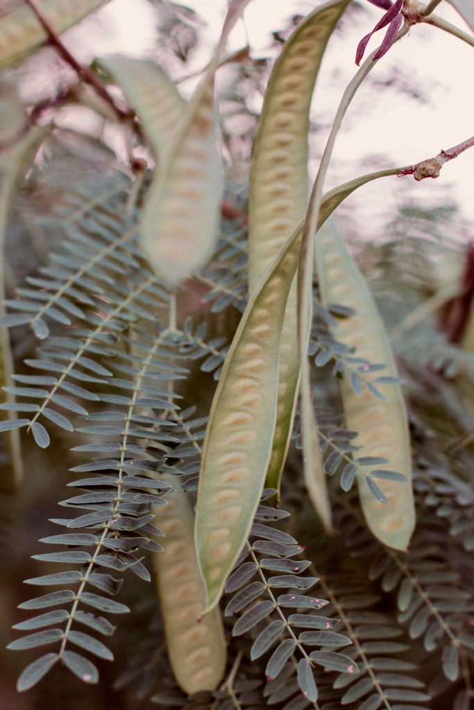 More interesting seed pods