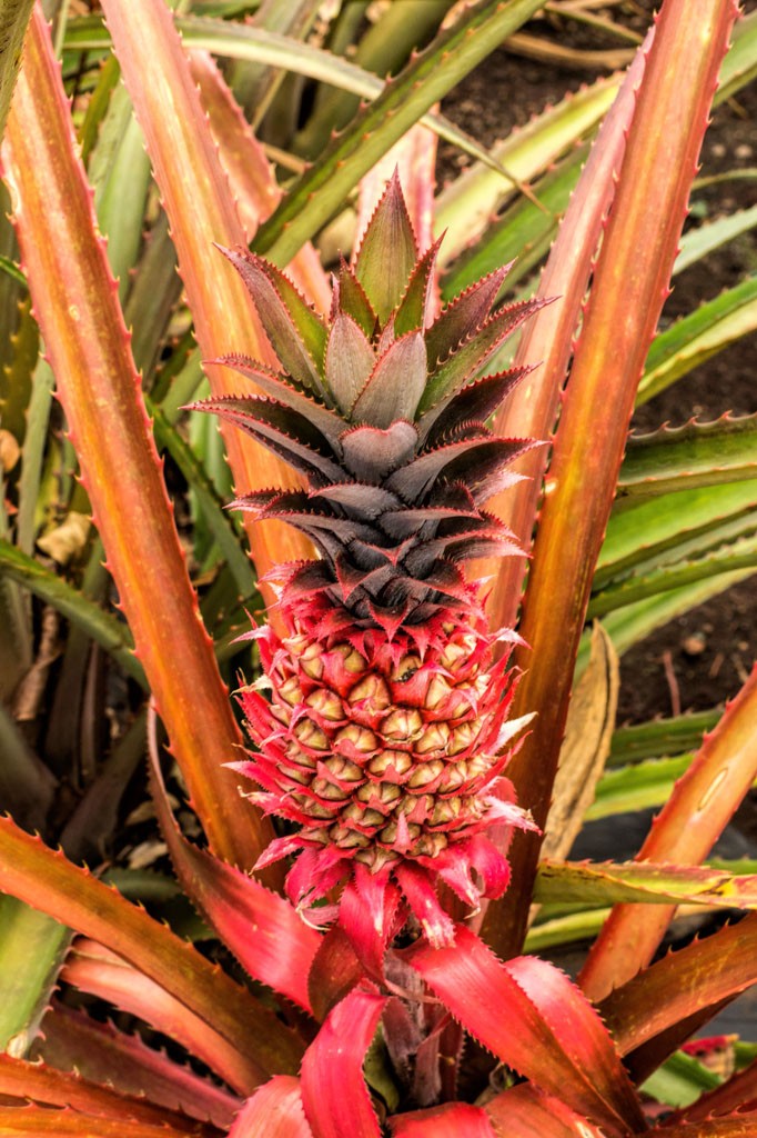 Baby pineapple