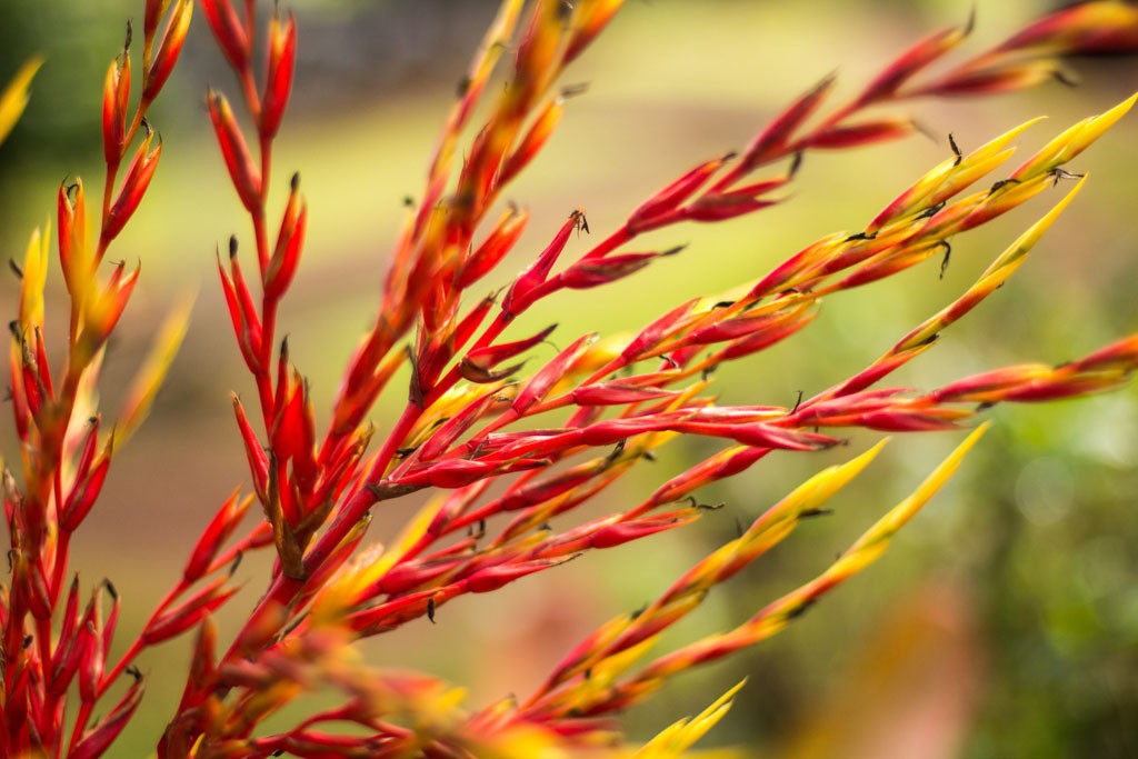 Interesting looking red and yellow bush