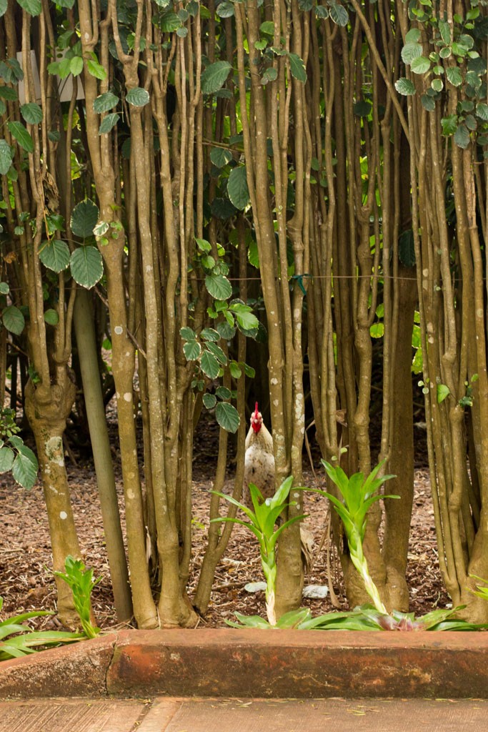 Creepy wild chicken in the maze