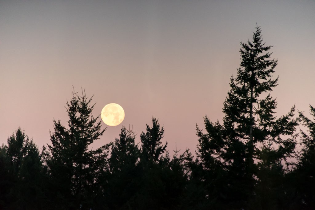 The moon setting in the trees.