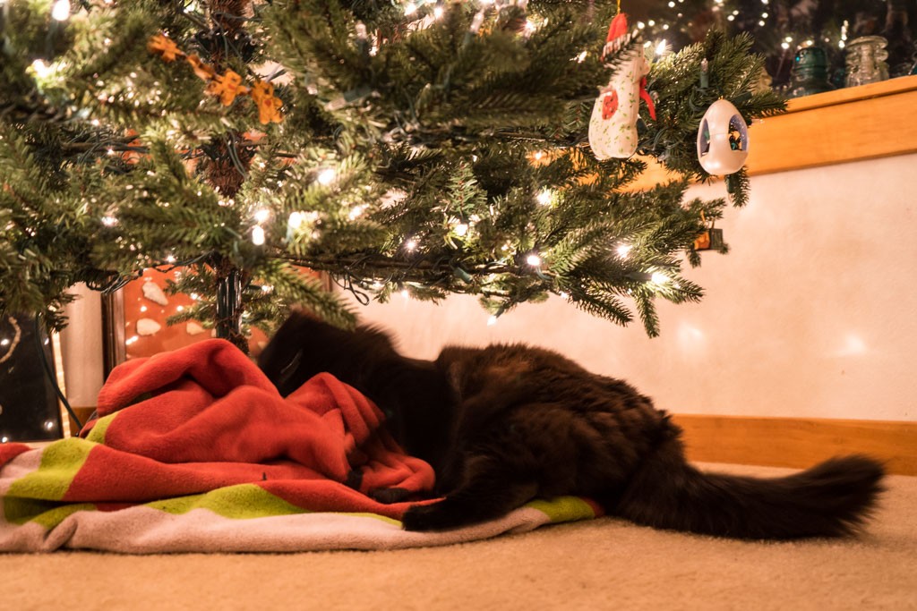 The "tree skirt" is actually a large red Ferrari beach towel... and the cat is attacking it. 