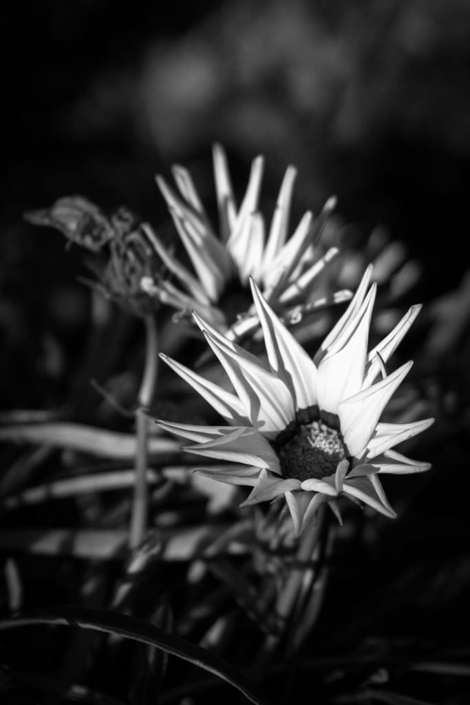 Last flowers of the season.