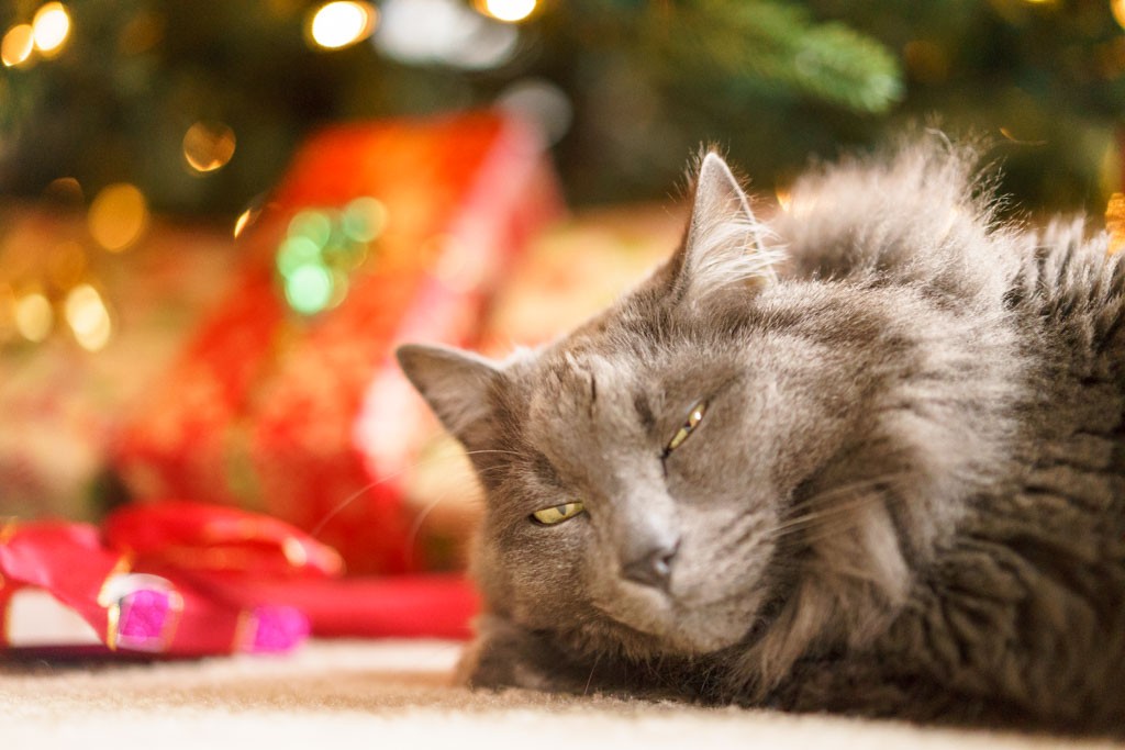 He sleeps under the tree all day and guards the presents.