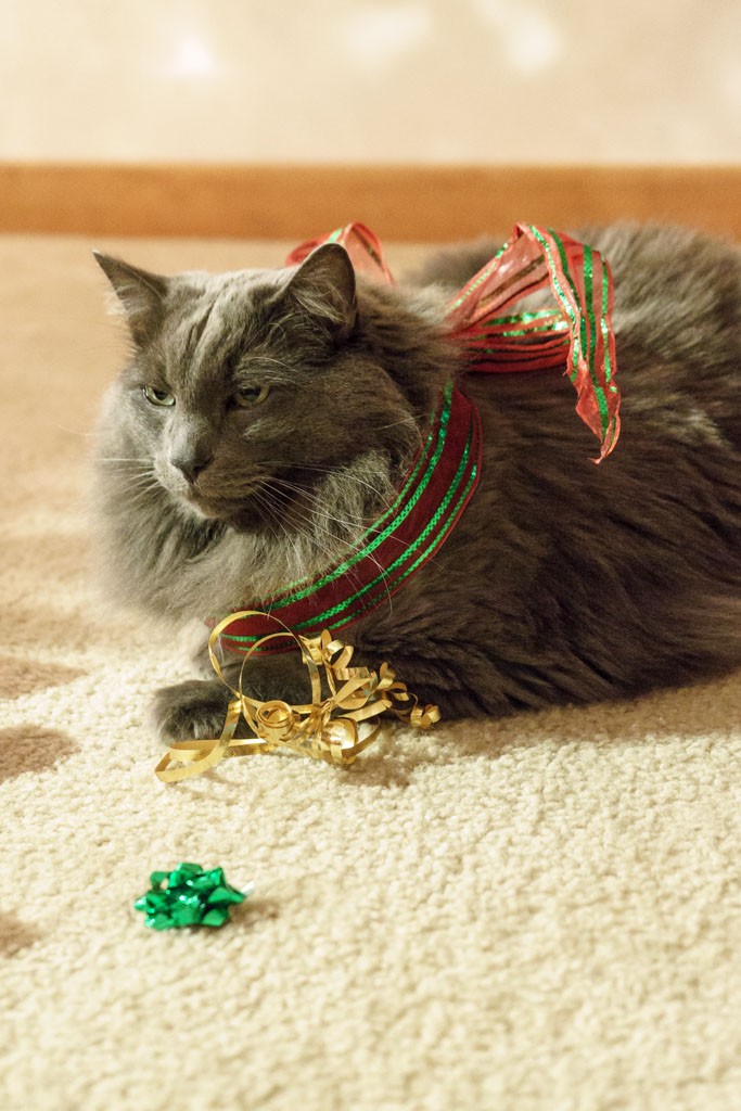 He loves bows.  He wore that thing all around the house!