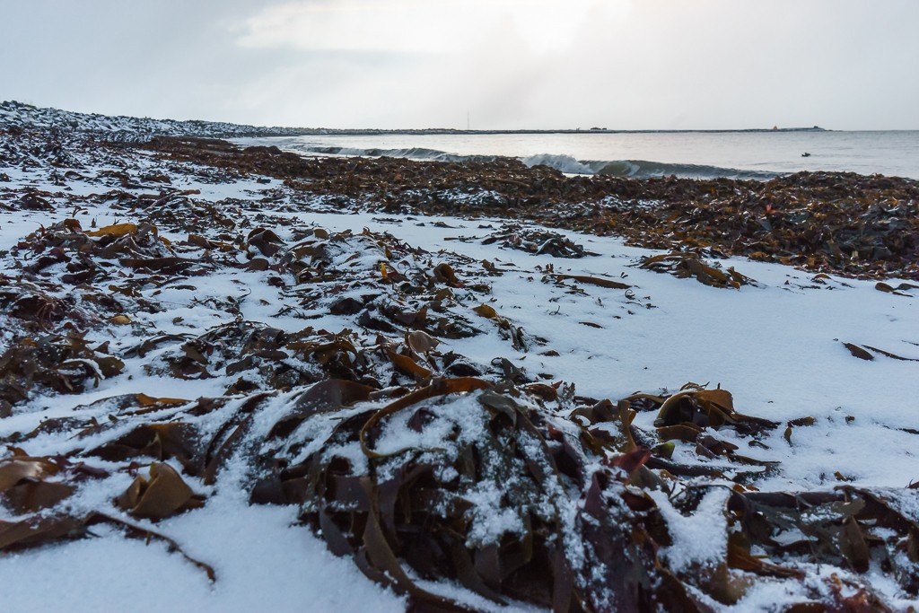 Snow on the seaweed.