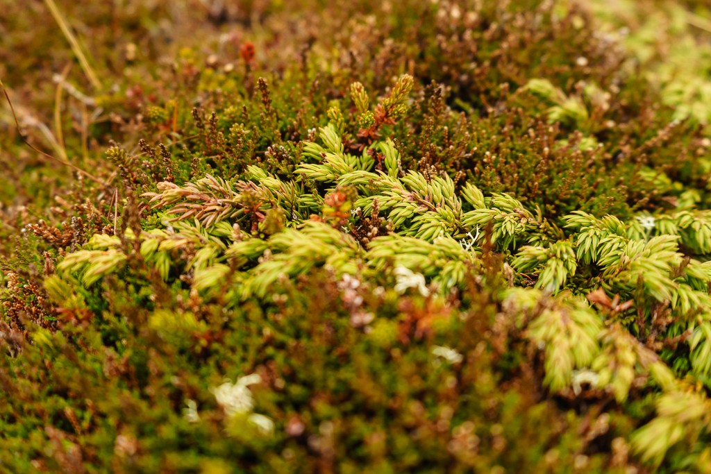 Closeup of moss