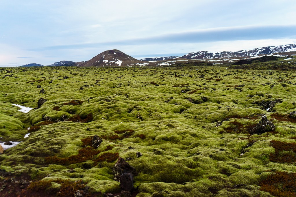 Rolling mounds of lush green moss... 