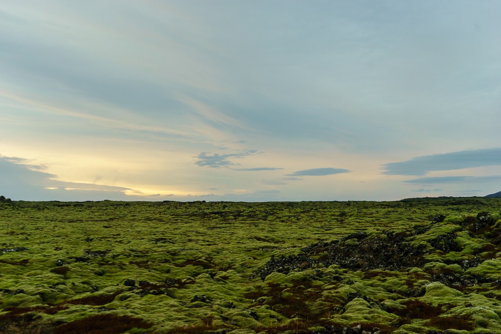 Field of moss