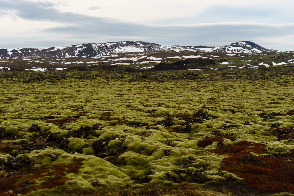 Mossy mountains