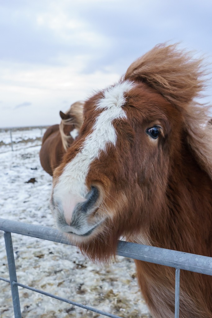 Whatcha doin' pony?