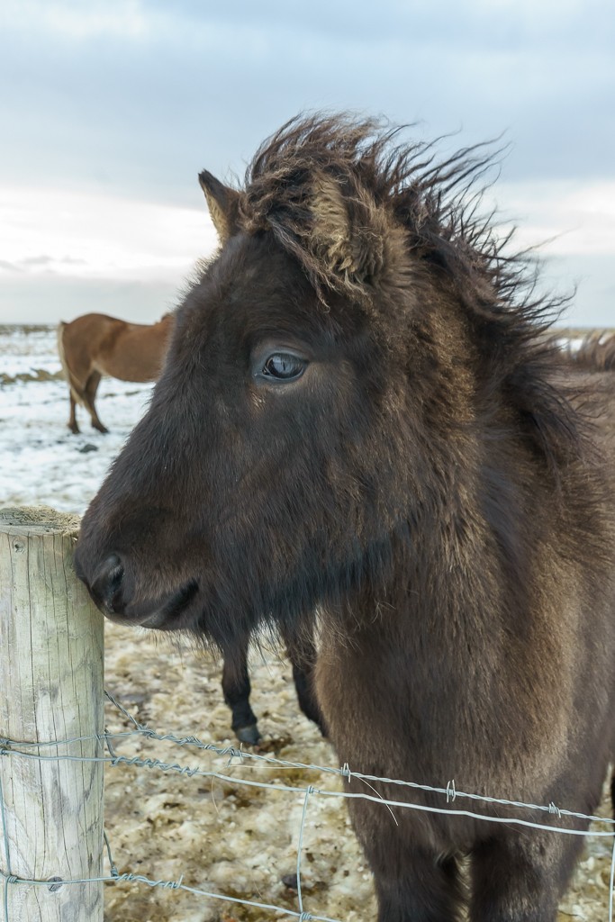 They're so cute. I want a pony!!!!