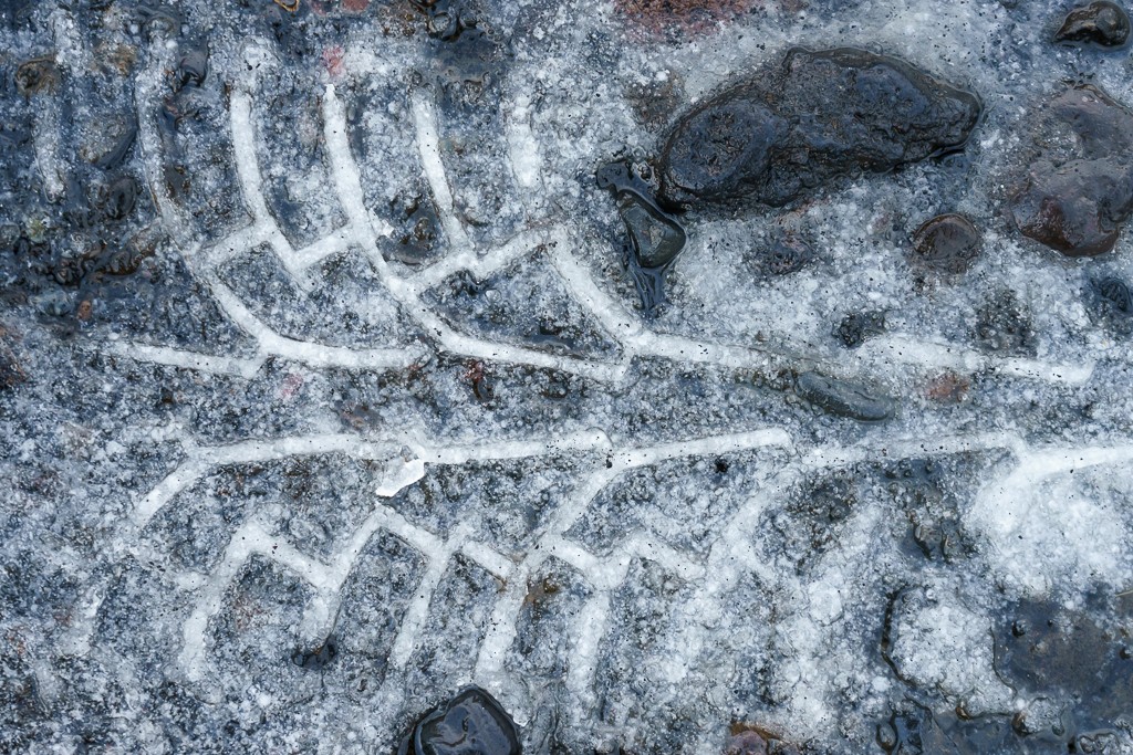 Tire tracks on the beach