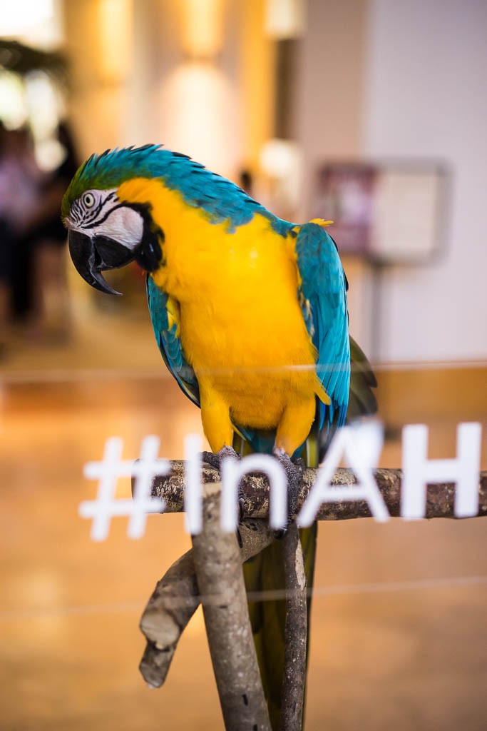 The Hyatt lobby has parrots!