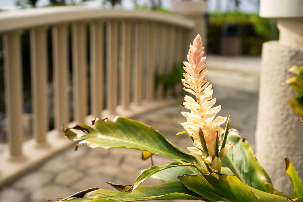 Flower by the bridge