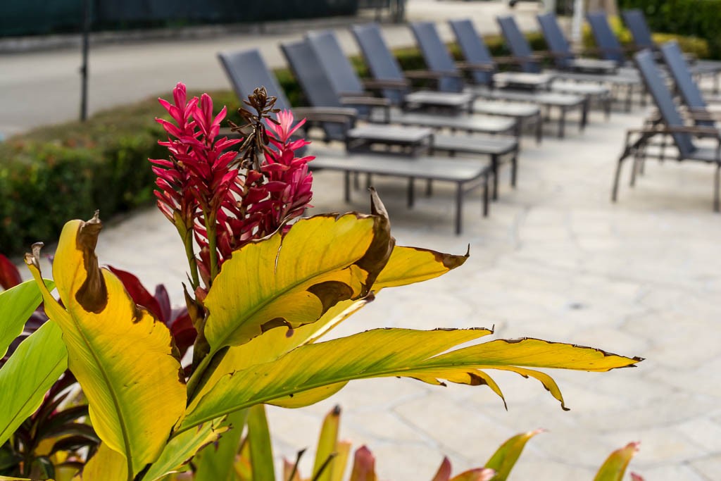 Rows of pool chairs