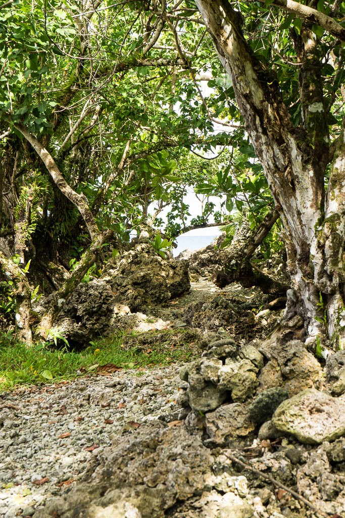 Path through the trees