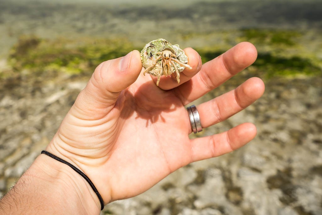 I found a hermit crab and then he came out of his shell and I panicked and tossed him back into the water.