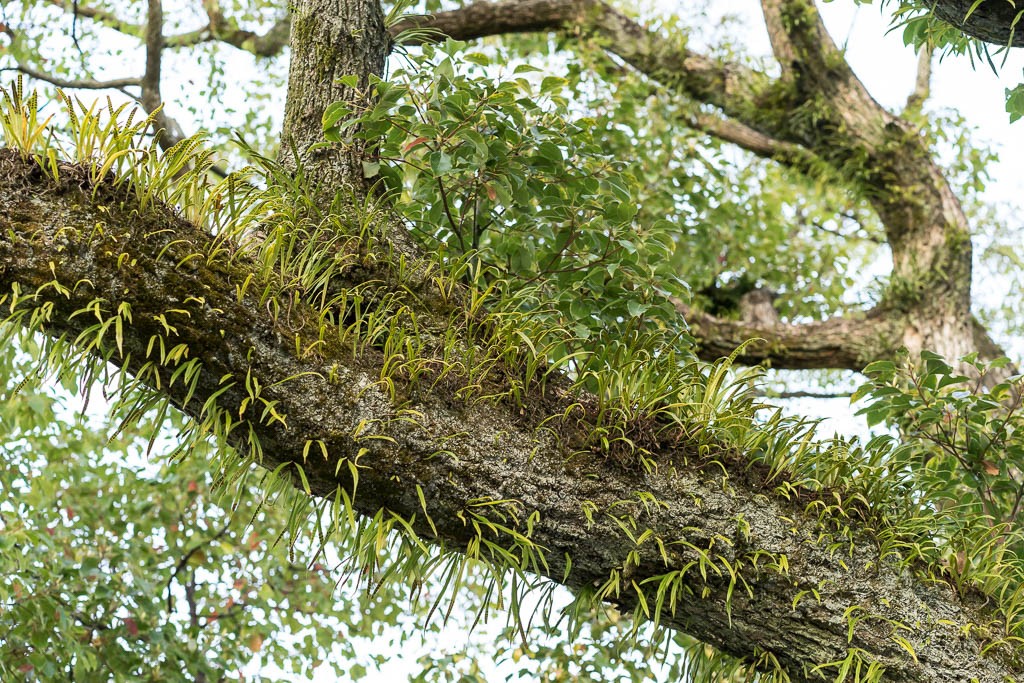 Grass growing from a tree in the park