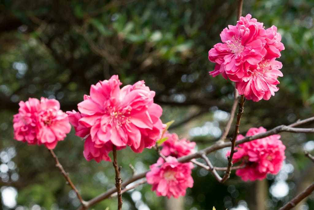 A few vibrant cherry blossoms. They're not really blooming yet. 