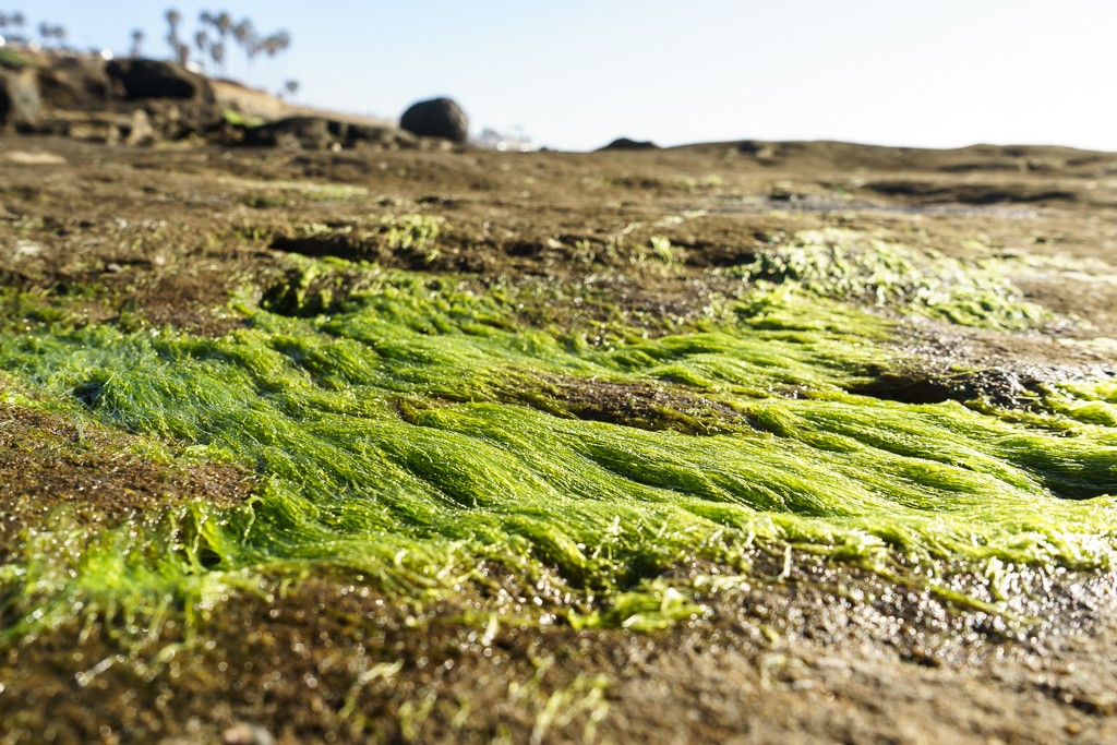 Moss at low tide