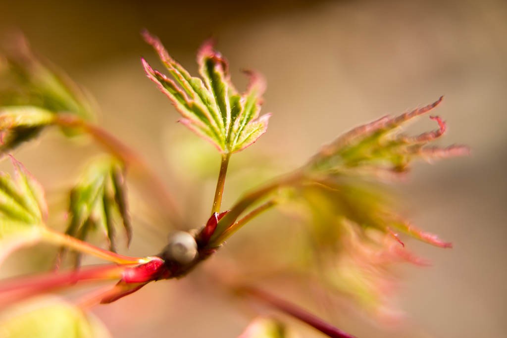 My Japanese Maple