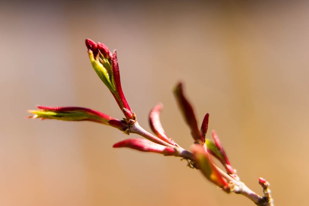 Maple buds