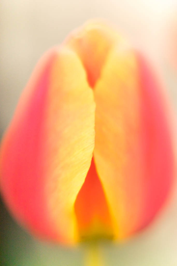 Blurry tulip