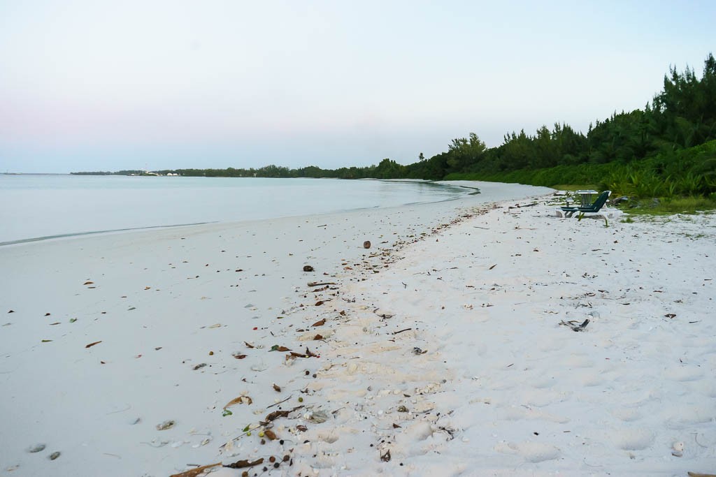 Shells lining the water 