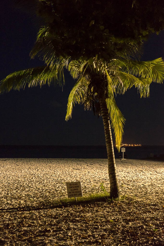 Palm tree at night