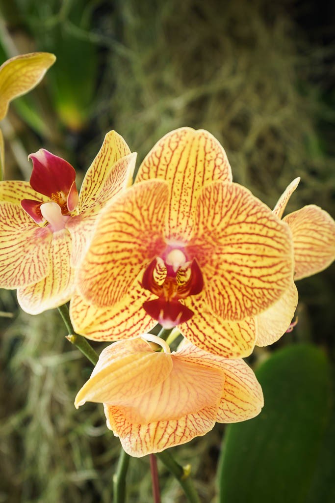 orchids-4952