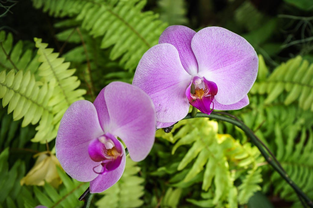 orchids-4953