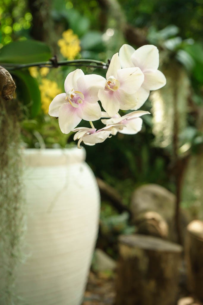 orchids-4986