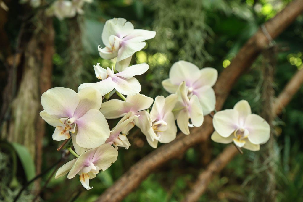 orchids-4987