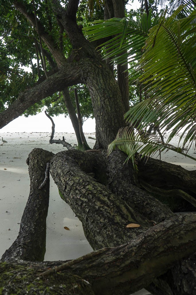 trees down the beach