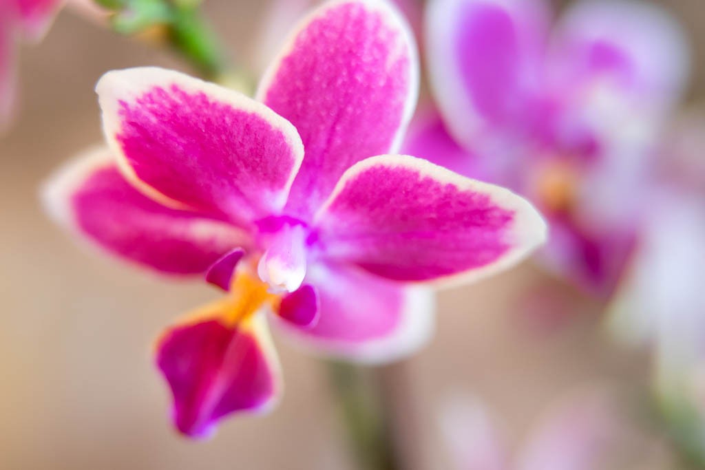 Fuschia orchid in the lobby of our hotel