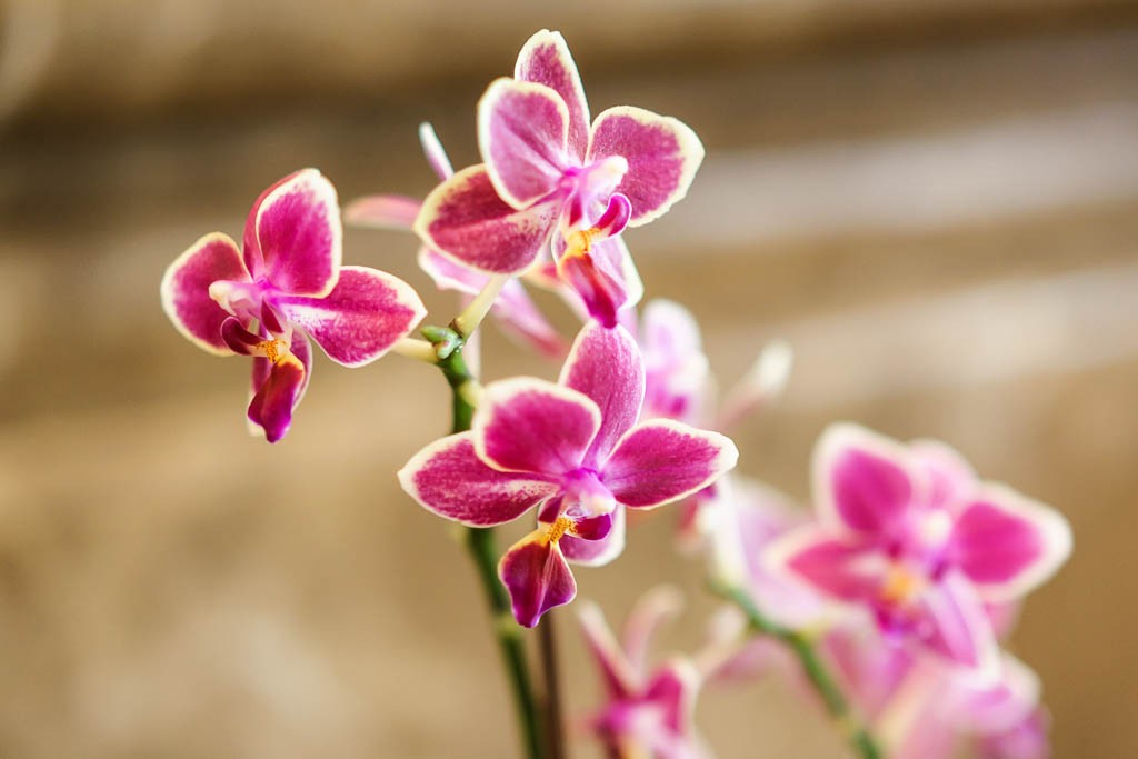 More orchids in the lobby of the hotel