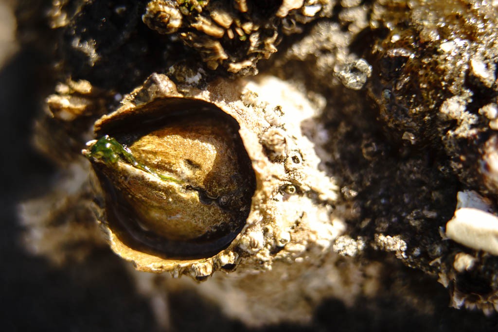 Barnacle macro shot while waiting for the ferry.