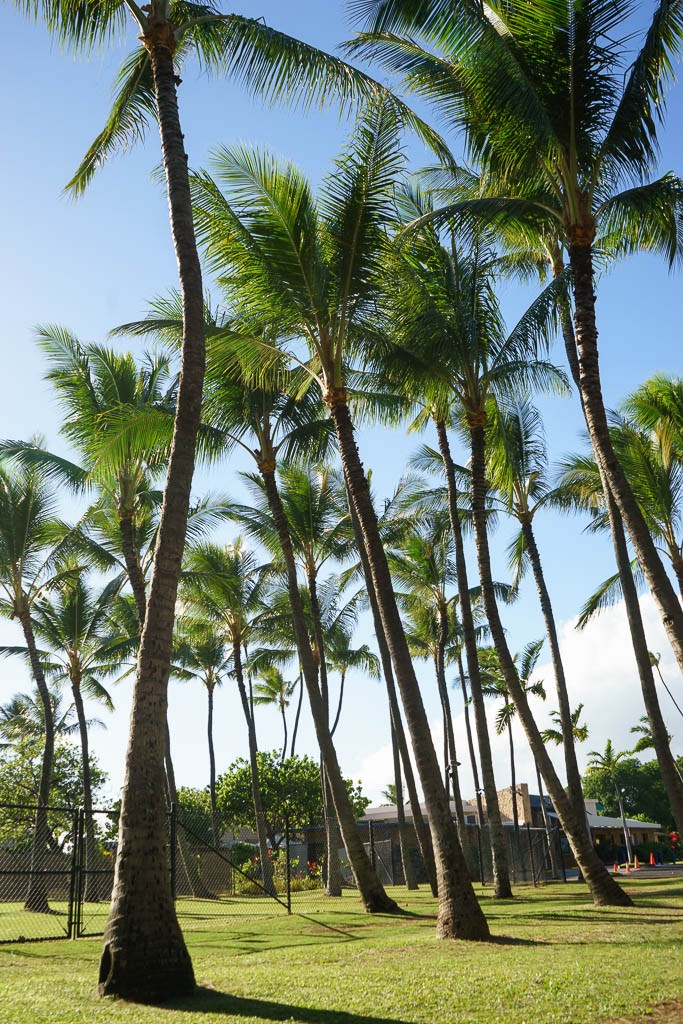 Tall palm trees