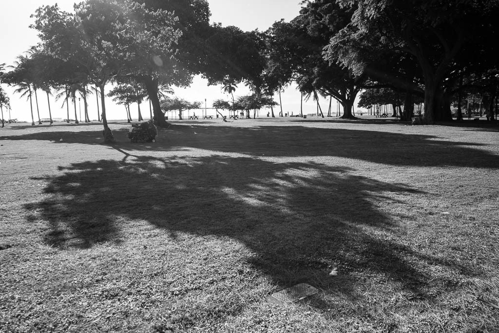 Tree shadows