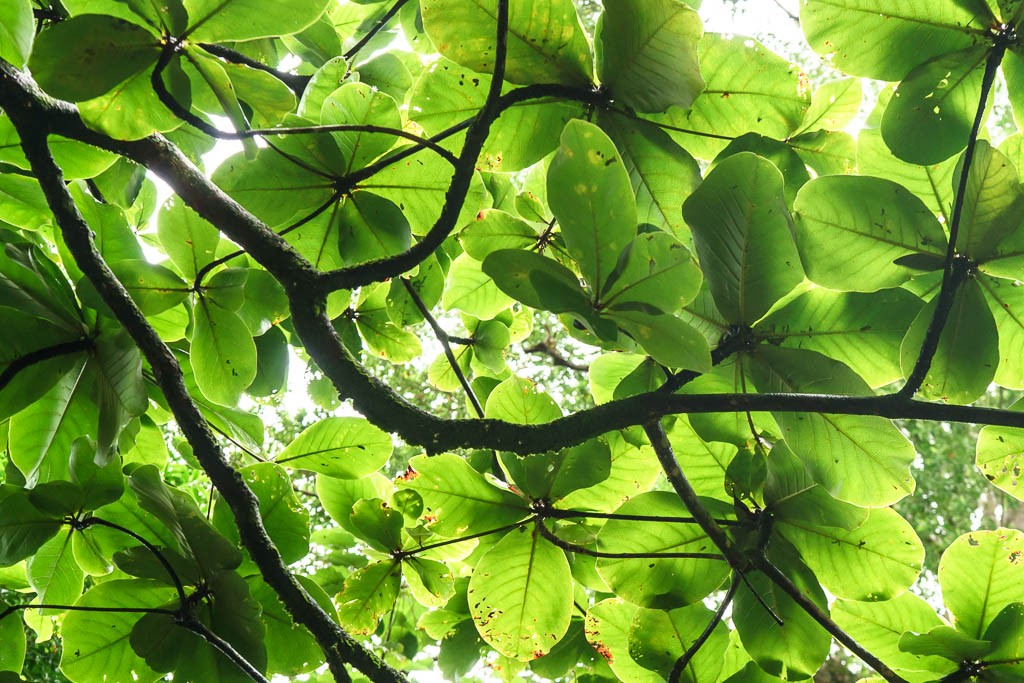 Under the trees