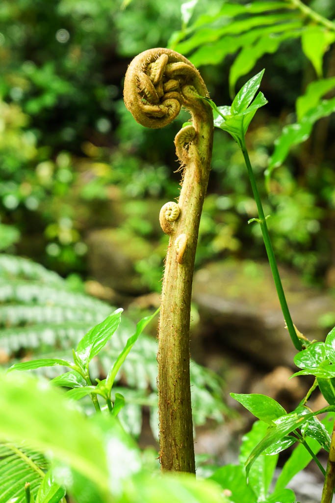 Fern coil