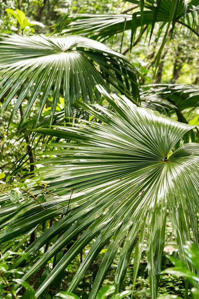 Lots of plants that are bigger than they should be! It felt like Jurassic park.